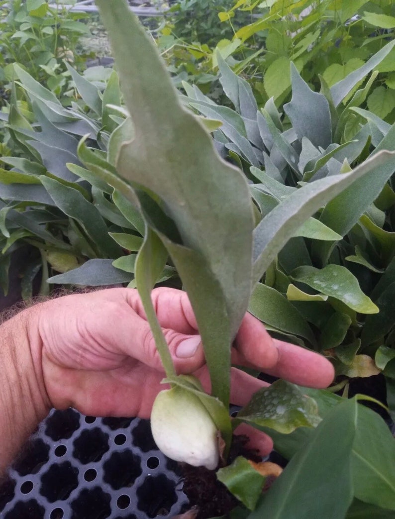 Staghorn Fern Starter Plants 3 Pack - Platycerium bifurcatum - Unpotted, Fully Rooted, Easy Care Houseplants