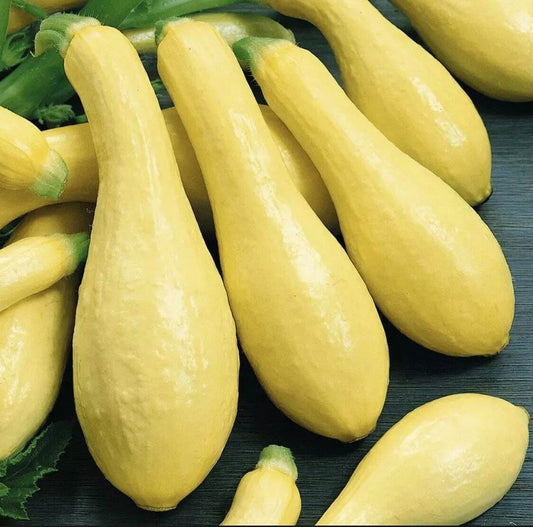 Straightneck Squash Seeds 30 Ct Yellow Early Prolific Summer Squash Cucurbita pepo