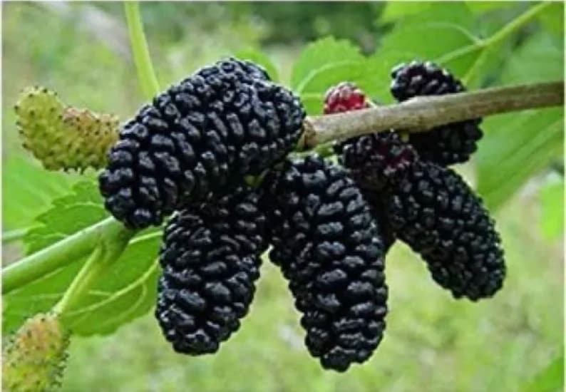 Dwarf Black Mulberry Tree Starter Plant - Morus nigra - Sweet Juicy Berries - Compact Edible Fruit Plant for Small Gardens