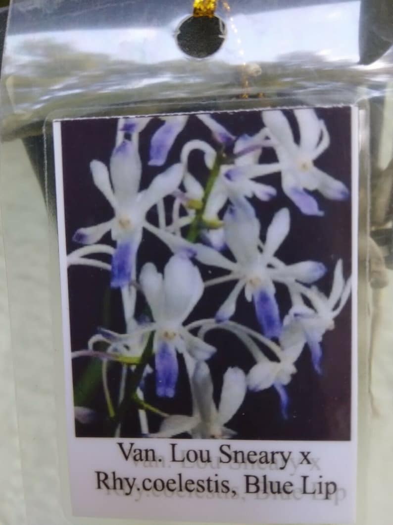 Vanda Orchid Plant - Miniature V. Lou Sneary x Rhy Coelestis Blue Lip - Purple & White Flowers - Hanging Mount Included