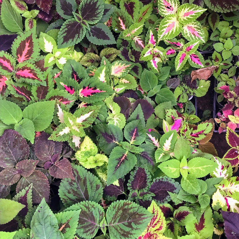 Coleus Live Starter Plants Mix - 8 Vibrant Ornamental Foliage Varieties - Coleus Scutellarioides - Perfect for Indoors and Outdoors