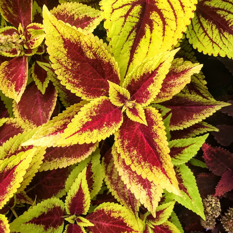 Coleus Seeds Packet - 15 Rare Defiance Seeds, Vibrant Ornamental Plant, Colorful Indoor/Outdoor Gardening - Solenostemon scutellarioides