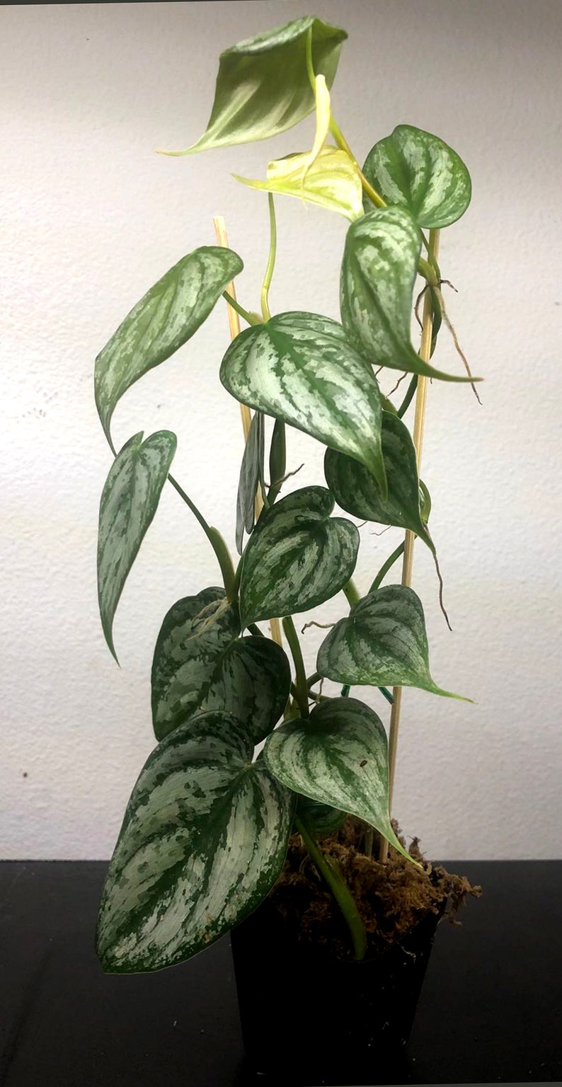 Philodendron Brandiatum Plant - Rooted Varieties in 3" Pots - Tropical Houseplant - Live Plant for Indoor Gardening