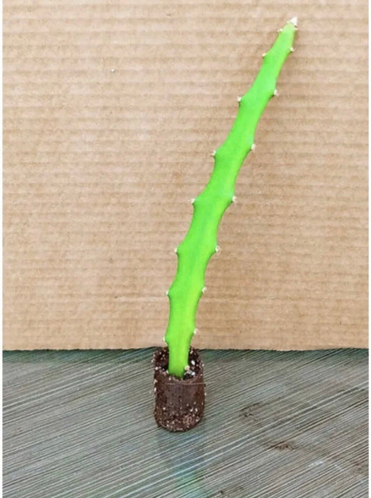 Yellow or White Dragon Fruit Live Plant 6”-8” - Starter Plant for Sweet Fruit - Hylocereus undatus or Hylocereus megalanthus
