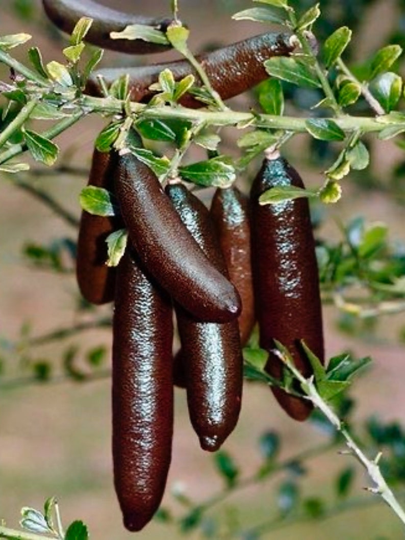 Red Finger Lime Tree 2ft Tall Grafted Citrus australasica - No Shipping to CA