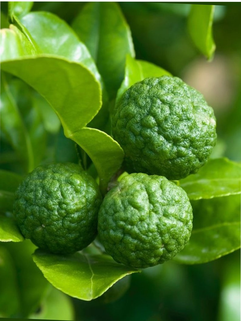 Kaffir Lime Grafted Tree 3ft - Citrus hystrix - Indoor/Outdoor Plant, Aromatic Leaves, Tropical Garden