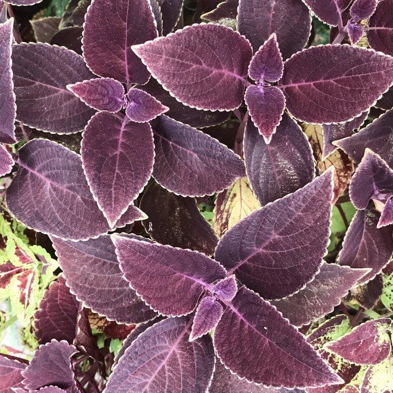 Coleus Live Starter Plant, 3-4" Vibrant Purple Foliage, Rare Ornamental Variety, Coleus Vino (Solenostemon Scutellarioides)