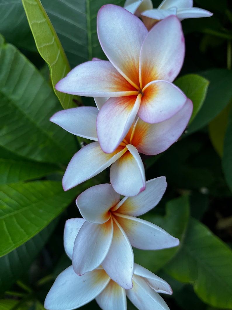 Hawaiian Frangipani Cutting 10-12 in "King Kalakaua" Plumeria Unrooted, White with Orange & Purple Flowers, Tropical Plant