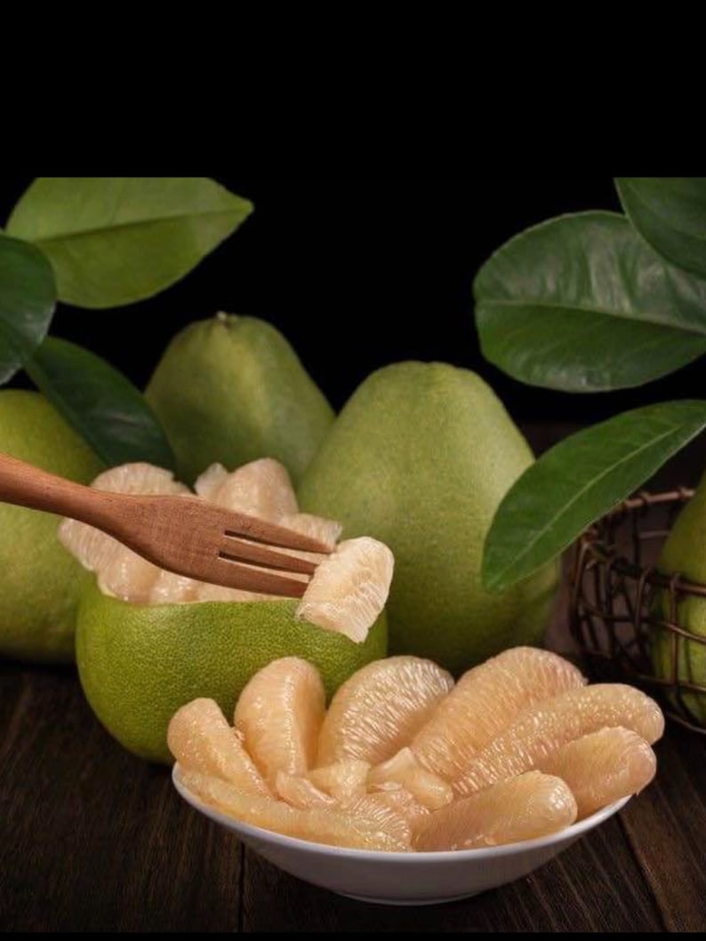 Grapefruit Pummelo Grafted Tree 3ft - Citrus Maxima - Tropical Fruit Plant for Home Garden, Indoor or Outdoor Use