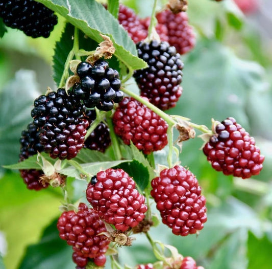 Boysenberry Plants Live Rooted Starter Plants - Sweet Fruit - Rubus ursinus x idaeus