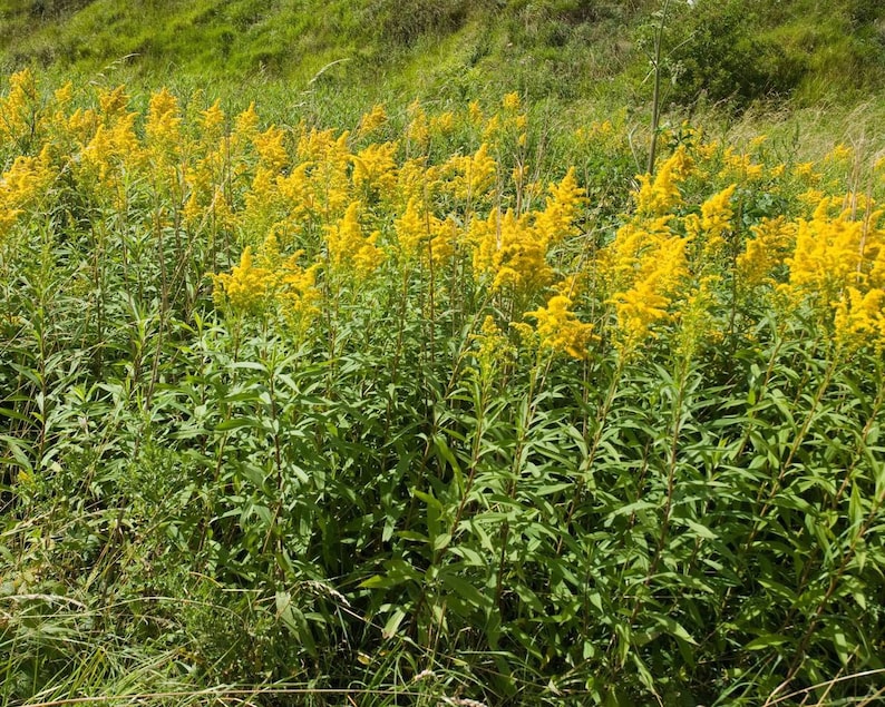 15 Bare Root Goldenrod Plants - Solidago Perennial Wildflower - Native Organic Yellow - Monarch Butterfly Attractor