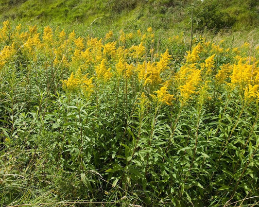 15 Bare Root Goldenrod Plants - Solidago Perennial Wildflower - Native Organic Yellow - Monarch Butterfly Attractor