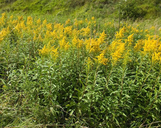 20 Bare Root Goldenrod Plants, Solidago, Yellow Native Wildflower for Monarch Butterflies, Organic Perennial Herb