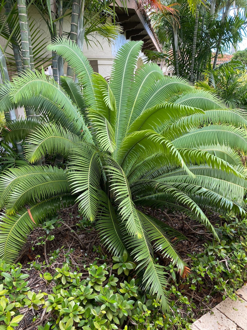 Dioon Palm Plant - Mexican Cycad, Dioon spinulosum, Indoor/Outdoor Ornamental Palm, Large Feathery Fronds, Exotic Green Foliage