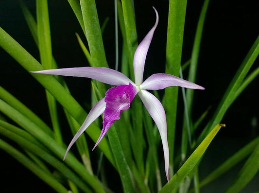 Amethyst Cattleya Orchid Plant - Fragrant Mounted Brassavola Hybrid - Cattleya purpurata x Brassavola cucullata