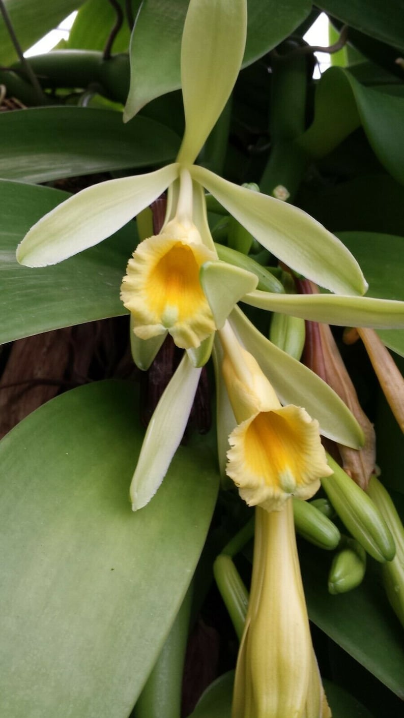 Orchid Plant Cutting 2 ft Vanilla Planifolia Thick Stem Epiphytic Vine Vanilla Orchid Plant