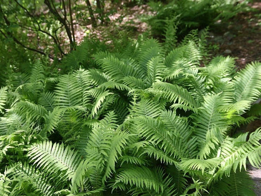 10 Bare Root Ostrich Fern Fiddlehead Plants - Matteuccia Struthiopteris Perennial Wildflower Transplants for Garden