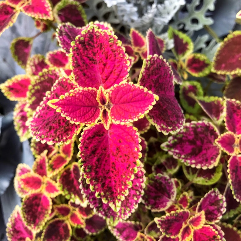 Coleus Cutting - Rooted or Unrooted - Rainbow of Vietnam - Solenostemon Scutellarioides - Vibrant Magenta & Burgundy Leaves