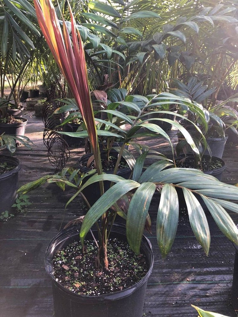 Red Feather Palm Live Plant - Chambeyronia macrocarpa - Flame Thrower Palm - Outdoor Grown - Minor Blemishes Possible