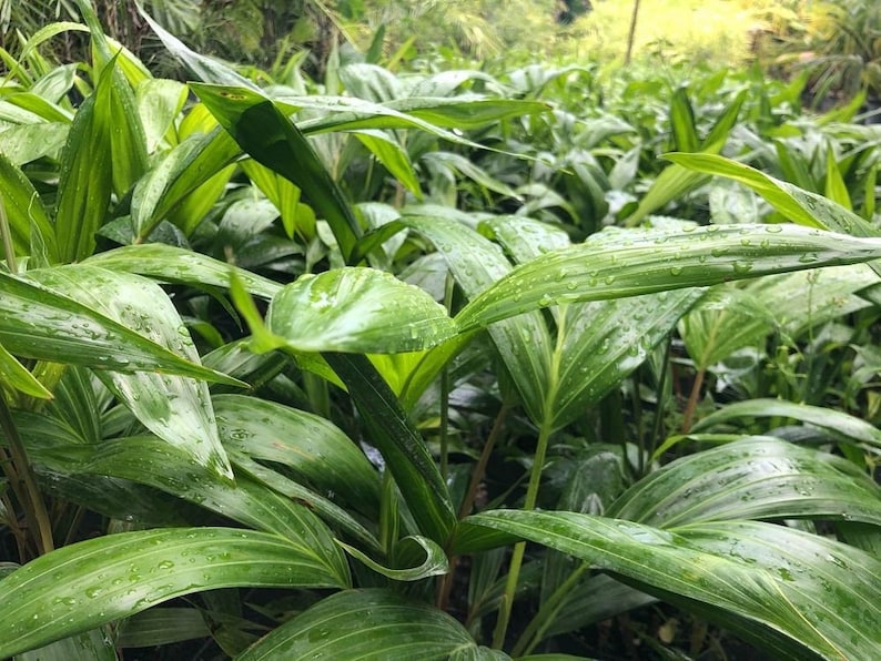 Dypsis pembana Palm - Live Plant - Pemba Palm - Tropical Indoor/Outdoor Plant - Exotic Greenery for Landscaping