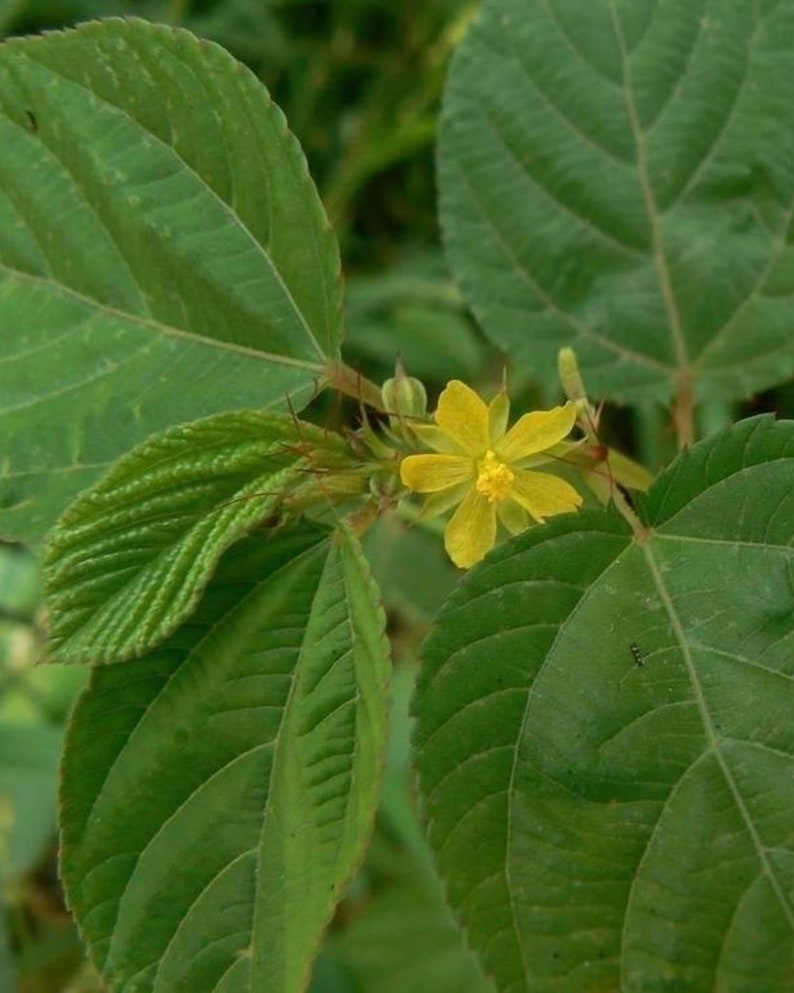 Molokhia Seeds 2g - Egyptian Spinach Saluyot Green Jute (Corchorus olitorius) - 1000 Seeds for Planting