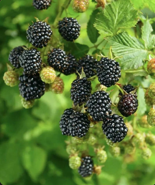 Big Daddy Thornless Blackberry Bush Organic Plant - Sweet Berry Bush - Rubus fruticosus Variety - 6-8 inches Tall
