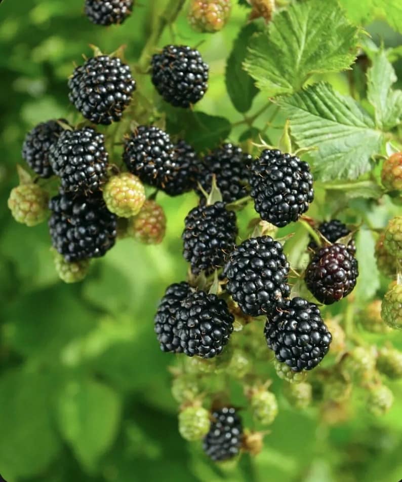 Ponca Thornless Blackberry Bush Starter Plant - Sweet Blackberries, Rubus subg. Rubus - Organic Container Garden Fruit Plant