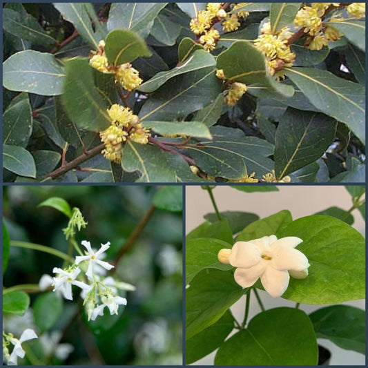 2” Garden Combo - 3pk Bayleaf, Gardenia, Sambac Jasmine - Live Plants, Eco-Friendly