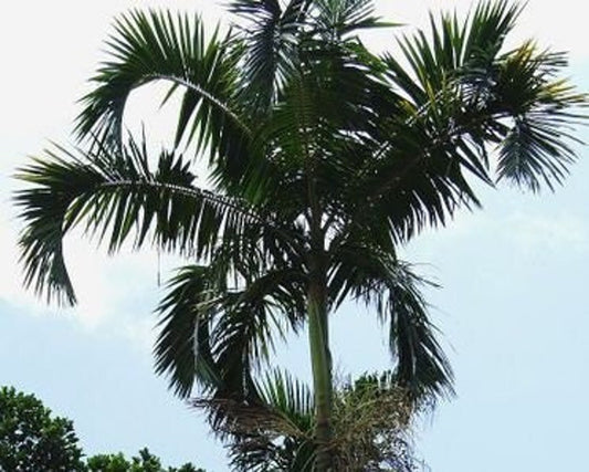 Calappa Palm Live Plant - Actinorhytis calapparia - Outdoor Grown - Minor Blemishes - Tropical Houseplant