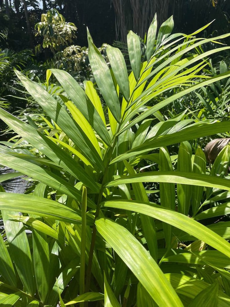 Carpentaria Palm Live Plant - Carpentaria acuminata - Outdoor Grown, Minor Blemishes - Tropical Houseplant