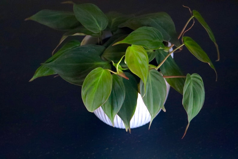 Philodendron Micans 3 Inch Grow Pot - Velvet Leaf Indoor Plant - Philodendron Hederaceum - Rare Tropical Houseplant
