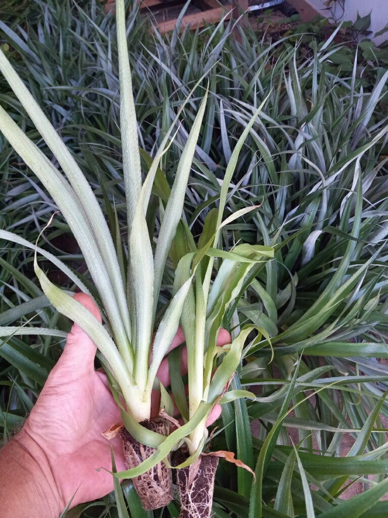 Florida Special Pineapple Plants - 3 Pack - Fully Rooted - Ananas comosus - Non-Potted, Ideal for Cold Climates