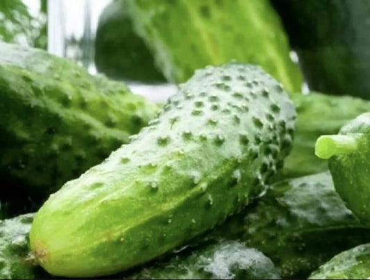 Boston Pickling Cucumber Seeds - 100+ Heirloom NON-GMO Fresh Garden Seeds - Cucumis sativus