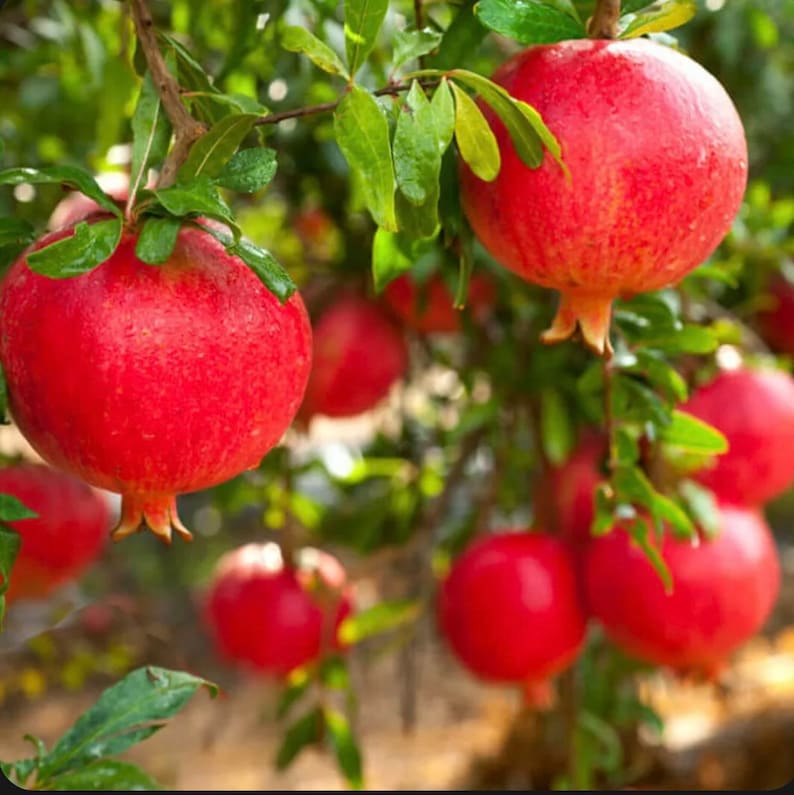 Wonder Pomegranate Fruit Tree Starter Plant - Juicy, Sweet, Antioxidant-Rich (Punica granatum) - Not Potted, 6-10 inches