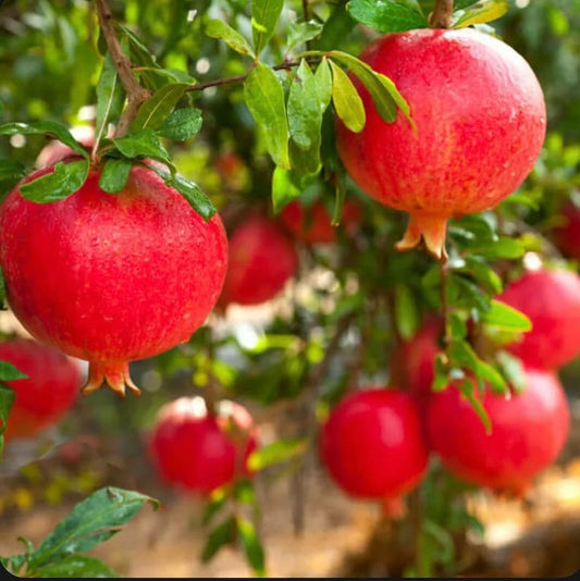Wonder Pomegranate Fruit Tree Starter Plant - Juicy, Sweet, Antioxidant-Rich (Punica granatum) - Not Potted, 6-10 inches