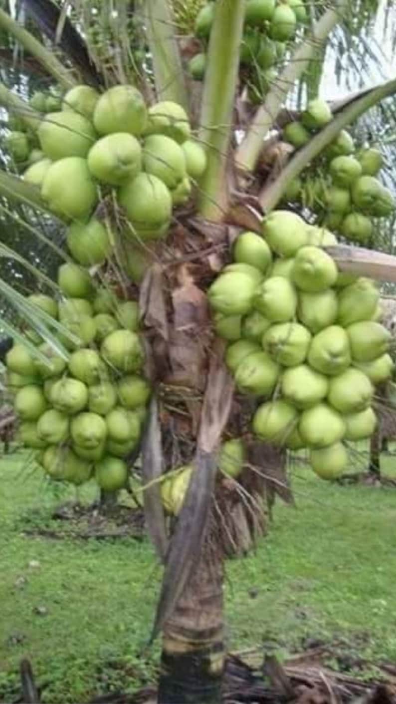 Dwarf Coconut Tree 3ft Malayan Dwarf - Tropical Indoor Plant for Home Decor - Cocos Nucifera