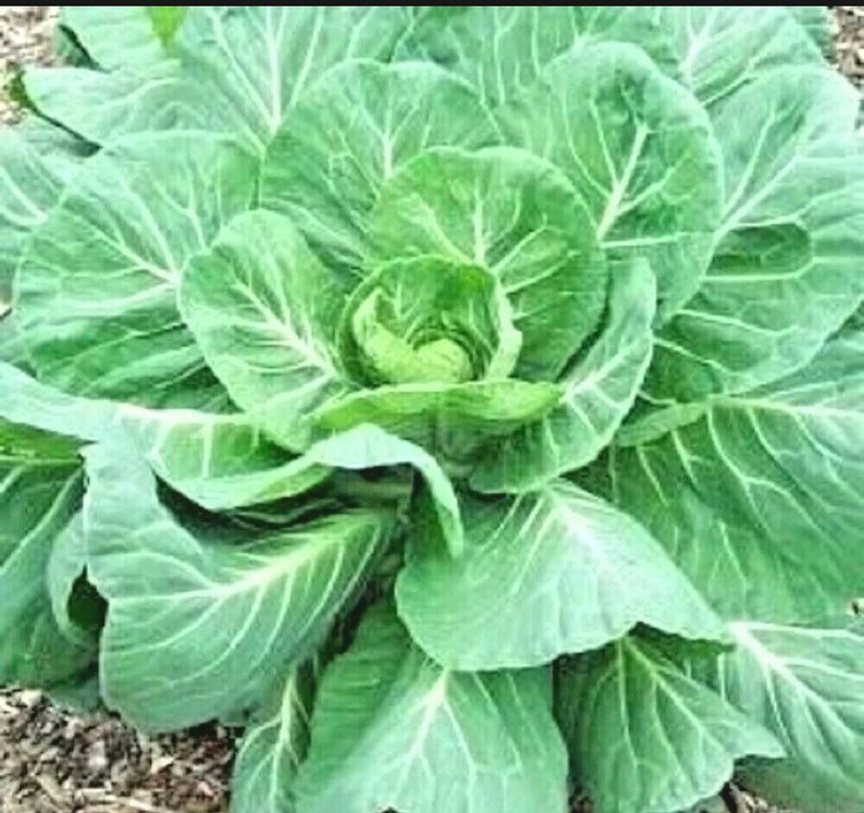 Georgia Southern Collard Seeds - 100 Count Heirloom Fresh Garden Seeds - Brassica oleracea var. viridis