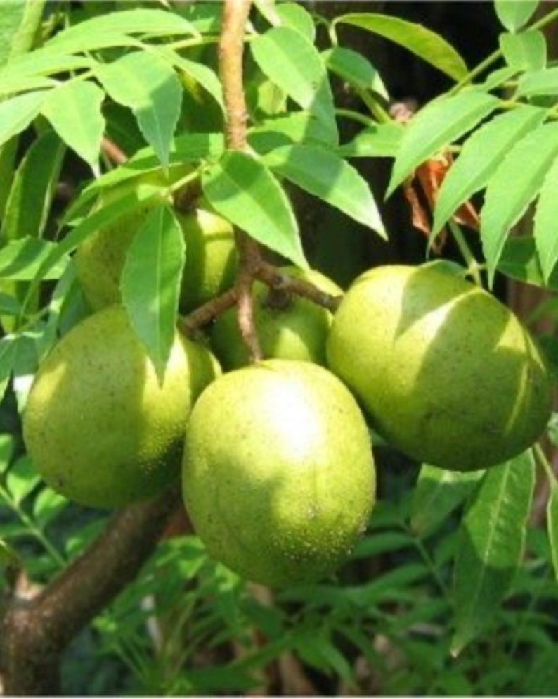 Dwarf June Plum Tree - 3ft Tall with Flowers - Spondias tuberosa - Ideal for Small Gardens, Not Shippable to CA