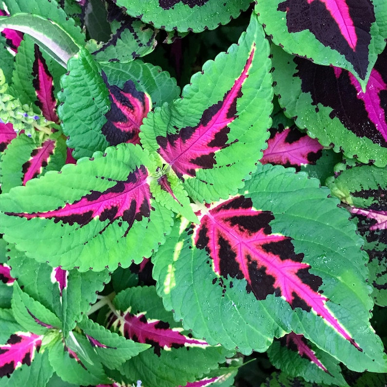 Coleus Seeds Packet - 15 Rare Color Pride Ornamental Seeds, Non-GMO, Vibrant Rose Leaves, Solenostemon scutellarioides
