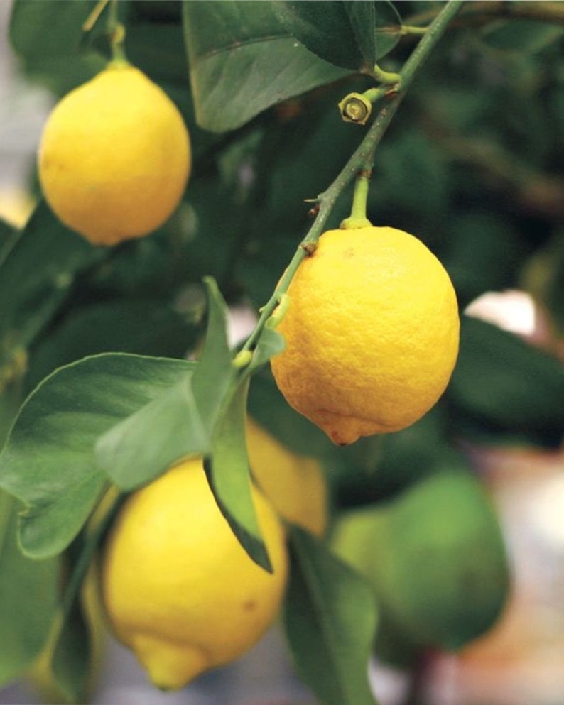 Grafted Harvey Lemon Tree - 3-4 Feet Tall - Citrus limon - Indoor/Outdoor Plant