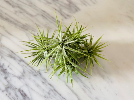 Airplant Collection - Space Dust Tillandsia Ionantha - Low Maintenance Indoor Plant - Ideal for Beginners, Multiple Quantities Available