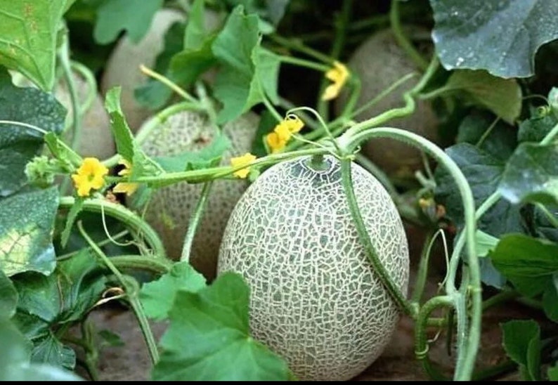Hales Best Jumbo Melon Seeds - 100+ Heirloom Cantaloupe Muskmelon Seeds - High Yield, Sweet Flavor, Organic Gardening