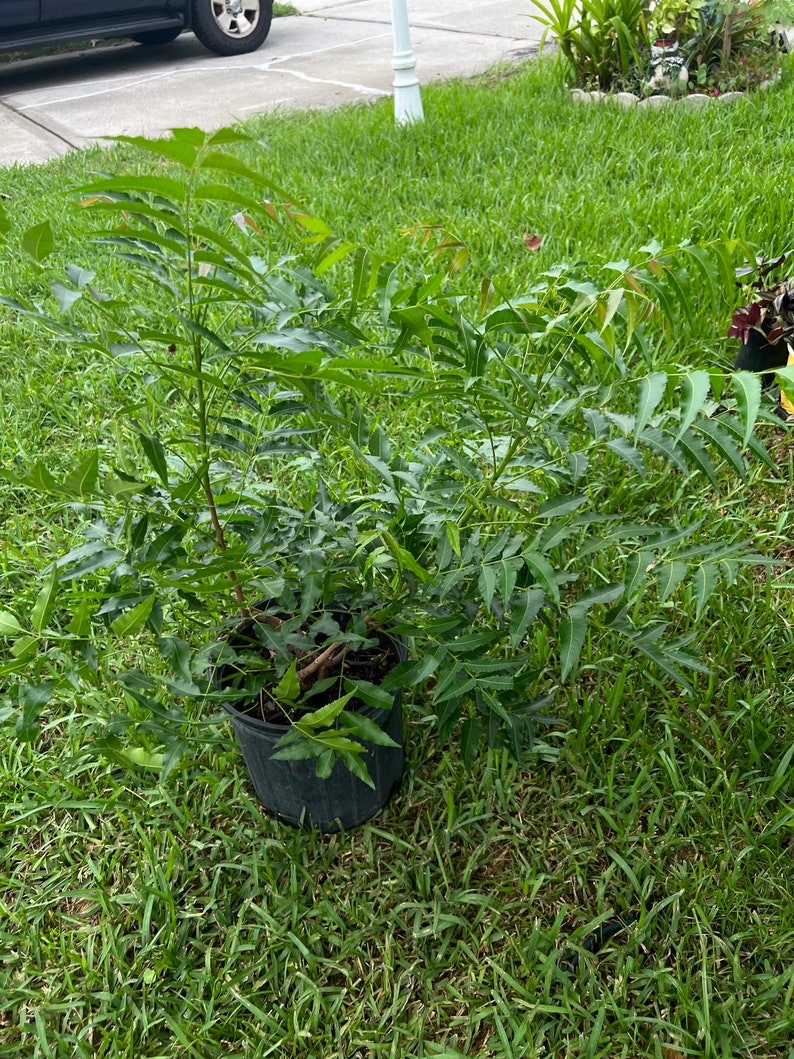Neem Tree Air Layer 2ft+ - Azadirachta Indica - Indian Lilac - Tropical Plant - No Shipping CA