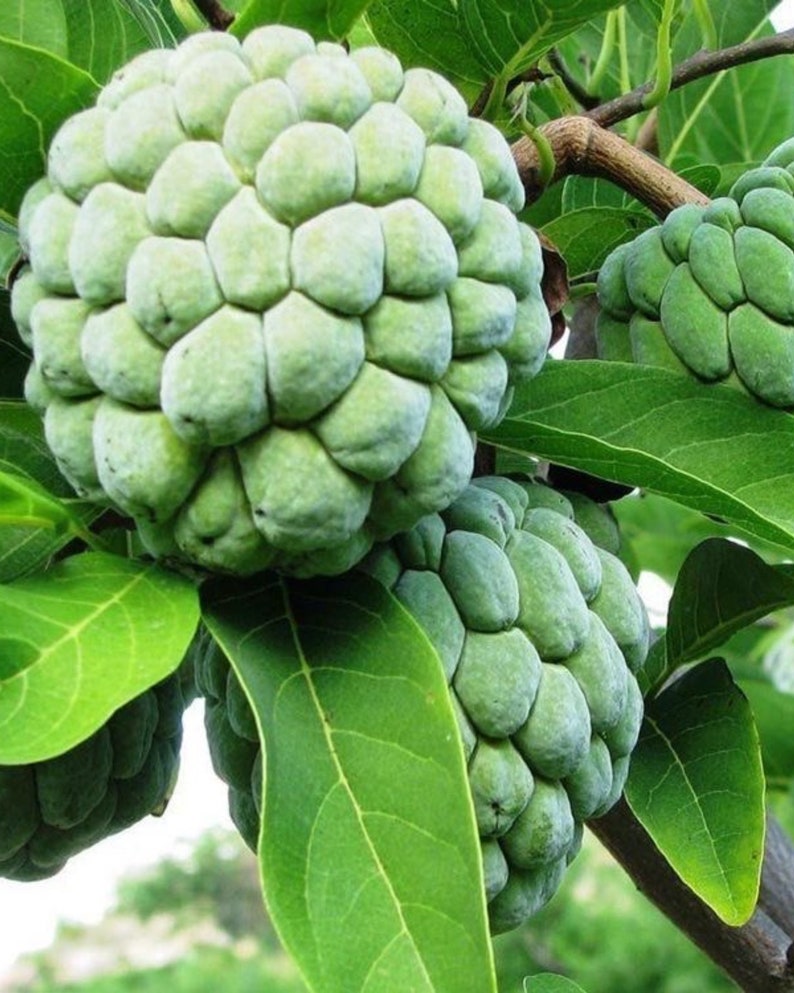 Organic Sugar Apple Tree - 3ft Custard Apple Plant - Annona squamosa - Healthy, Non-GMO, No Shipping to CA