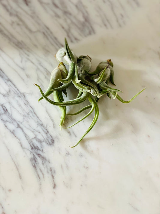 Airplant Collection - Sparkling Harbor Tillandsia Ionantha - Low Maintenance Air Plant - Ideal for Beginners - Multiple Quantities Available