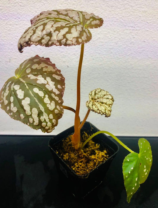 Begonia Rex Betsy Live Plant 3" Pot Rare Colorful Foliage Begonia “Betsy” - Perfect for Home Decor and Indoor Gardening