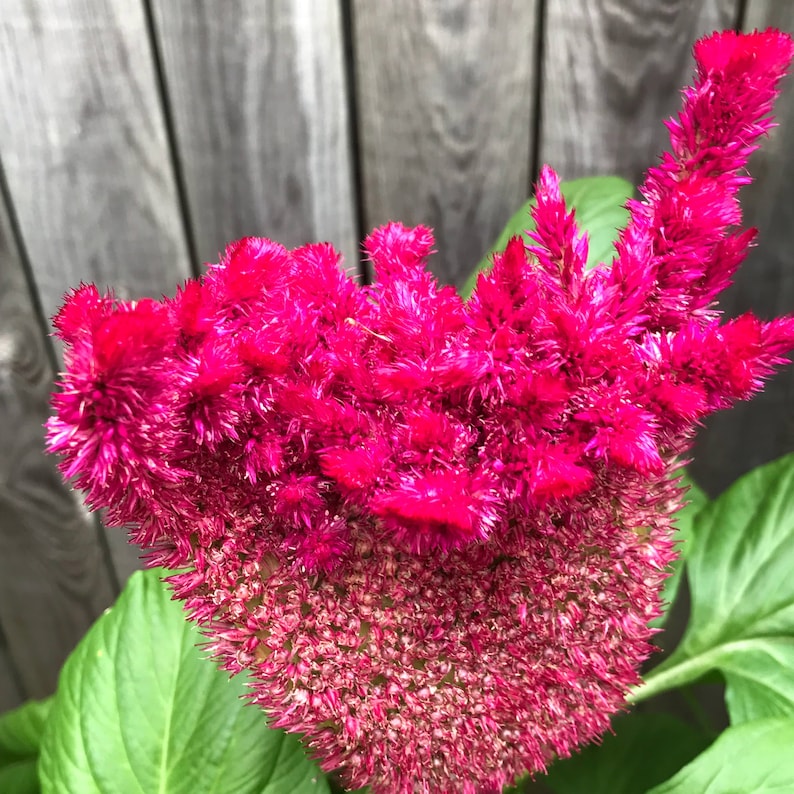Celosia Seeds, 15 Pack, Magenta Red Cockscomb, Non-GMO, Colorful Flower, Great for Garden & Indoors, Celosia argentea