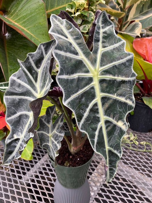 Alocasia Amazonica Dragon Tooth Plant - Indoor Tropical Houseplant with Green Leaves & White Veins - Alocasia Amazonica
