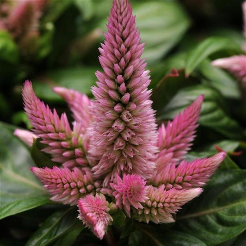 Celosia Seeds Packet - Kosmo Pink Variety, Vibrant Flower, Celosia spicata, Rare Non-GMO Seeds for Indoor & Outdoor Planting
