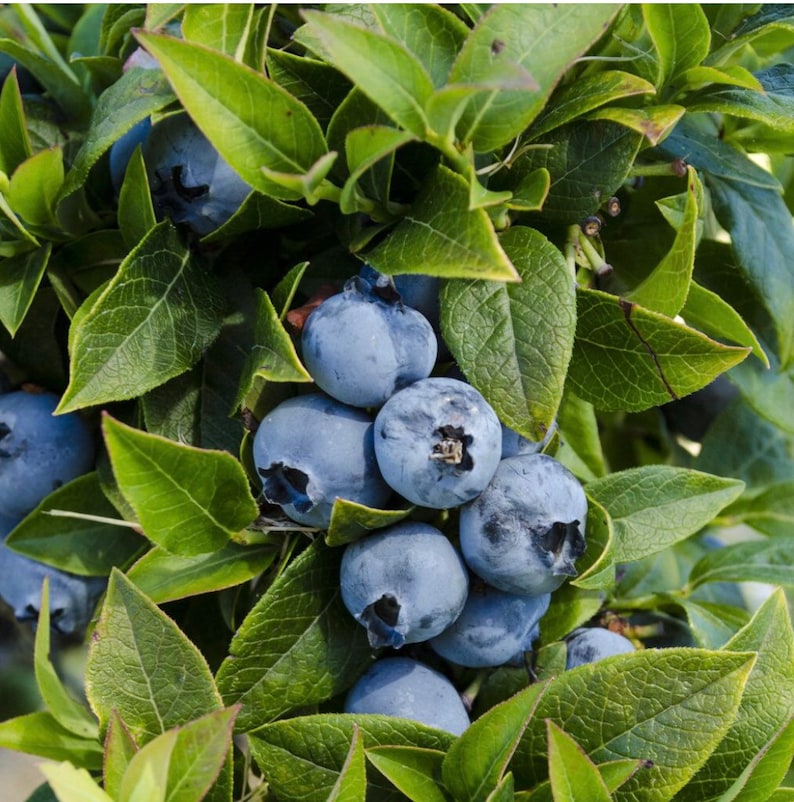 Dwarf Blueberry Bush Starter Plant - Top Hat Variety - Organic Fruit Bearing - Vaccinium corymbosum x angustifolium - 6-10 inches